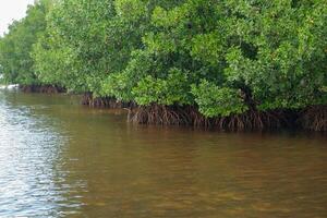 mangrovia albero radici quello crescere sopra mare acqua. mangrovie funzione come impianti quello siamo in grado per resistere mare acqua correnti quello erodere costiero terra foto