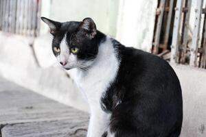 arlecchino nero bianca gatto mucca senza casa strada vagante gatto dire bugie su il terra pavimento foto