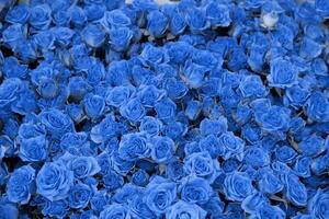 sfondo di bellissimo fioritura blu Rose. avvicinamento di blu fiori, astratto morbido floreale sfondo, superiore Visualizza. foto