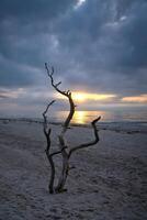 tramonto su il spiaggia di il baltico mare. amore albero, arbusto nel il sabbia su il ovest spiaggia foto