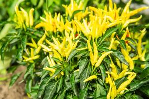 in crescita Pepe nel un' pentola nel il cortile di un' nazione Casa. giardinaggio e nazione vita. foto