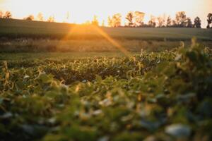 soia campo, verde campo, agricoltura paesaggio, campo di soia su un' tramonto cielo sfondo foto