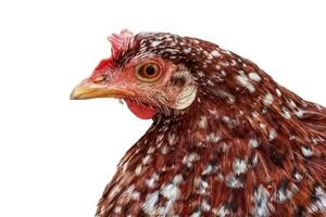 pollo testa isolato su bianca sfondo foto