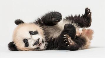 ai generato malizioso panda cucciolo, un' giocoso bambino panda cucciolo rotolamento su suo indietro con suo zampe nel il aria, sfondo Immagine, generativo ai foto