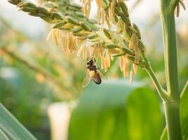 miele ape lavoratore raccolta polline a partire dal fiore di dolce Mais, volare, impollinare, nettare, giallo polline ,insetto, calabrone, macro orizzontale fotografia, estate e primavera sfondi, copia spazio. foto