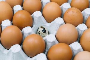 Marrone crudo pollo uova e solo Quaglia uovo nel un' vassoio lato Visualizza foto
