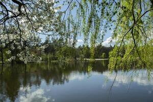 fiorire rami di albero contro un' lago sfondo. luce del sole primavera tempo atmosferico. foto