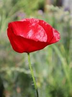 rosso papavero nel il campo, vicino su. foto