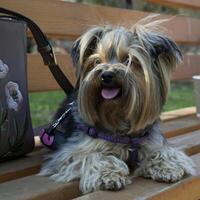 adorabile yorkshire terrier posa su un' Marrone panca. foto