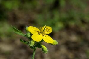 il celandine macro sparo. foto