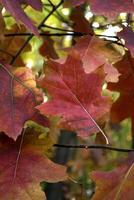 il quercia le foglie a autunno parco, vicino su. bellissimo autunno sfondo. foto