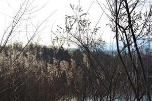 natura paesaggio nel inverno. foto