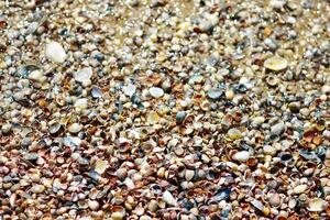 un' sfondo di molti rame conchiglie su il spiaggia. estate sole si illumina il mare foto