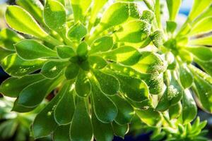 verde le foglie di il Aeonium spitz fiore. pianta della casa succulento. naturale sfondo. foto