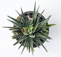 haworthia fasciata - zebra pianta succulento nel pentola. verde poco fiore su bianca sfondo. foto