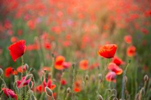 campo di papaveri. natura estate selvaggio fiori. rosso fiore papaveri pianta. mini cuffie di fiori selvatici. papavero fiorire sfondo. floreale botanico la libertà umore. foglia e cespuglio foto