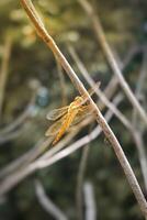 macro foto di un' libellula arroccato su un' asciutto albero tronco