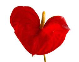 anthurium isolato su bianca sfondo. rosso casa fiore con un' giallo centro. fiore nel il forma di un' cuore. anthurium andreanum Araceae o arum simboleggiare ospitalità. rosso fenicottero anthurium foto