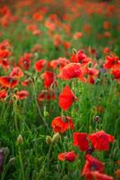 campo di papaveri. natura estate selvaggio fiori. rosso fiore papaveri pianta. mini cuffie di fiori selvatici. papavero fiorire sfondo. floreale botanico la libertà umore. foglia e cespuglio foto