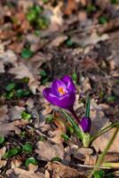 viola croco fiore. primavera primula nel il giardino - crochi. delicato luminosa germoglio. foto