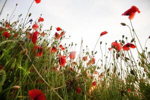 campo di papaveri. natura estate selvaggio fiori. rosso fiore papaveri pianta. mini cuffie di fiori selvatici. papavero fiorire sfondo. floreale botanico la libertà umore. foglia e cespuglio foto