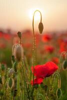 campo di papaveri. natura estate selvaggio fiori. rosso fiore papaveri pianta. mini cuffie di fiori selvatici. papavero fiorire sfondo. floreale botanico la libertà umore. foglia e cespuglio foto