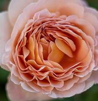 fioritura rosa germoglio. estate fiore avvicinamento. floreale sfondo. natura nel il letto di fiori. giardinaggio. rosa petali nel il giardino. foto