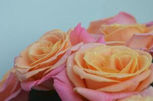 delicato mazzo di Rose. corallo grande bellissimo Rose, romantico mazzo su un' bianca sfondo. floreale, naturale, delicato sfondo. il concetto di un' vacanza, nozze. foto