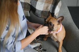 giovane bella donna nel casuale Abiti abbracciare sua cane seduta su il divano nel il vivente camera di sua accogliente nazione Casa. animale comunicazione concetto foto