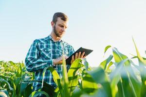 agricoltore che ispeziona il campo di mais estivo giornata di sole foto