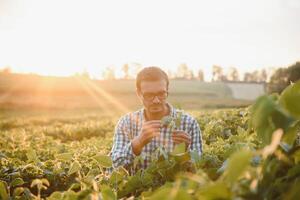 agronomo ispezionando soia fagiolo colture in crescita nel il azienda agricola campo. agricoltura produzione concetto. giovane agronomo esamina soia Ritaglia su campo nel estate. contadino su soia campo foto