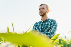 giovane contadino ispeziona un' campo di verde Mais. agricolo industria. foto