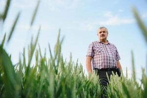 esperto e fiducioso contadino sta su il suo campo. ritratto di anziano contadino agronomo nel Grano campo foto