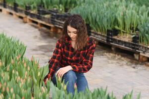 bellissimo giovane sorridente ragazza, lavoratore con fiori nel serra. concetto opera nel il serra, fiori. copia spazio, tulipano giardino foto