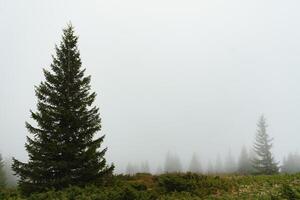 verde pino foresta su un' montare pendenza nel un' denso nebbia, largo all'aperto sfondo foto