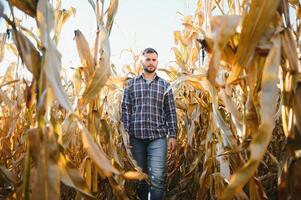 un' uomo ispeziona un' Mais campo e sembra per parassiti. riuscito contadino e agro attività commerciale foto