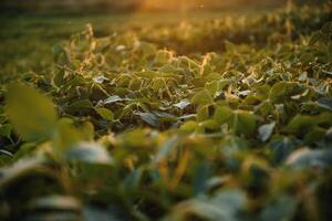 soia campo, verde campo, agricoltura paesaggio, campo di soia su un' tramonto cielo sfondo foto