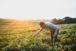 giovane agricoltore nei campi di soia foto