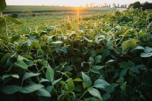 soia campo e soia impianti nel presto mattina luce. soia agricoltura foto