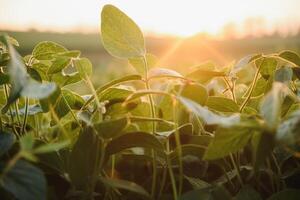 soia campo e soia impianti nel presto mattina luce. soia agricoltura foto