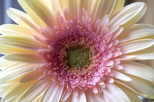 beige gerbera con un' toccare di rosa su un' buio blu sfondo macro sparo. fiore sfondo. foto