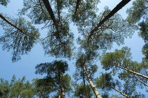 vecchio alto pino alberi contro il blu cielo foto