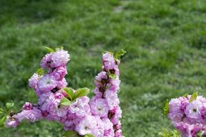 un' rosa grappoli di un' fioritura sakura albero contro un' verde erba sfondo. macro sparo. foto