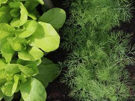 verde le foglie di lattuga e aneto nel il giardino foto