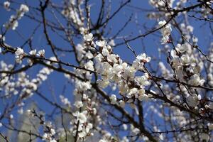 il sakura è fioritura. primavera fiorire di ciliegia albero. foto