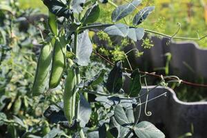 verde pisello in crescita nel il giardino. foto