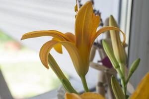 il arancia giglio vicino specchio. fiori e specchio riflessione. foto