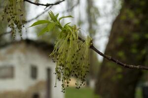 bellissimo primavera mini cuffie. di stagione fioritura macro. foto