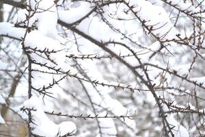 inverno natura. nevoso giorno. il rami coperto di neve. freddo tempo atmosferico. foto
