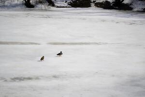 anatre su un' congelato lago. inverno paesaggio. foto